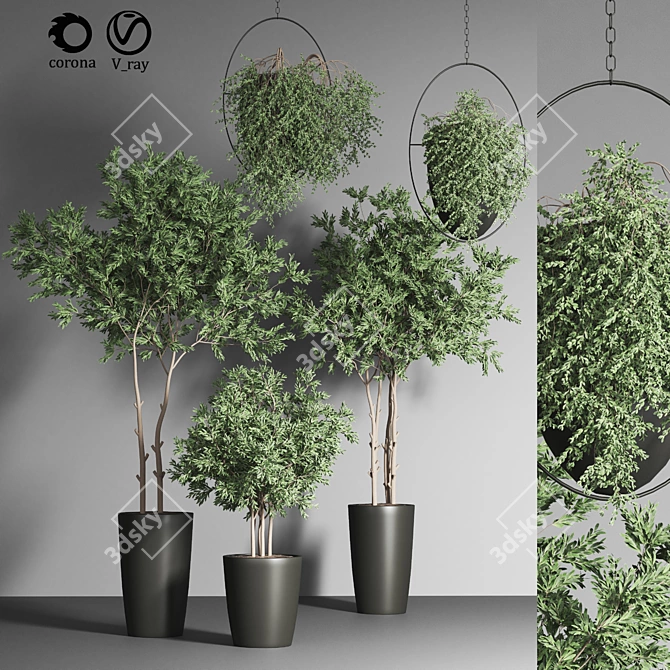 Indoor Plant Collection 17 3D model image 2