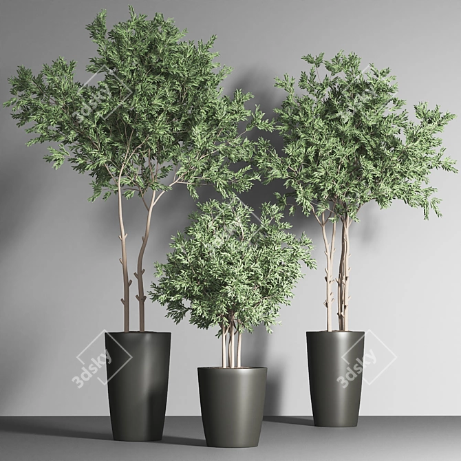 Indoor Plant Collection 17 3D model image 3