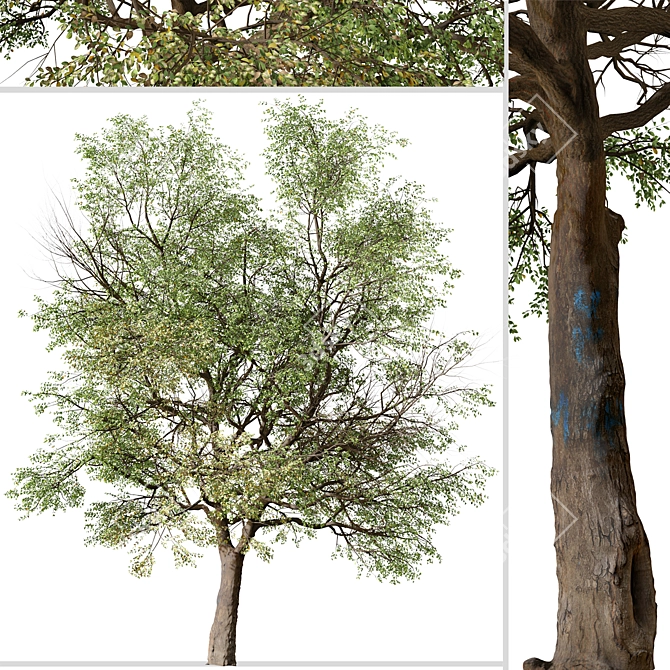 Quillaja saponaria Tree: Authentic Chilean Soap Bark 3D model image 3
