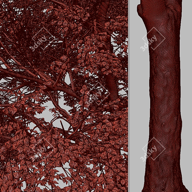 Quillaja saponaria Tree: Authentic Chilean Soap Bark 3D model image 7