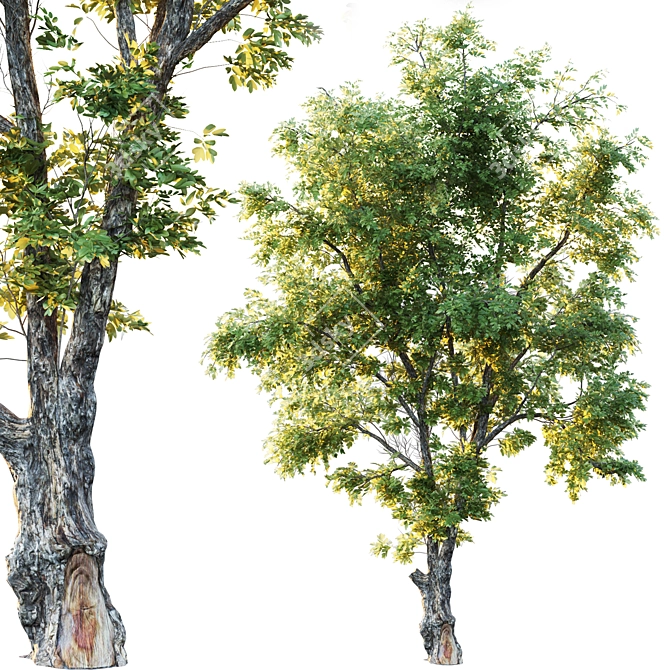 Glorious Honey Locust Tree 3D model image 1