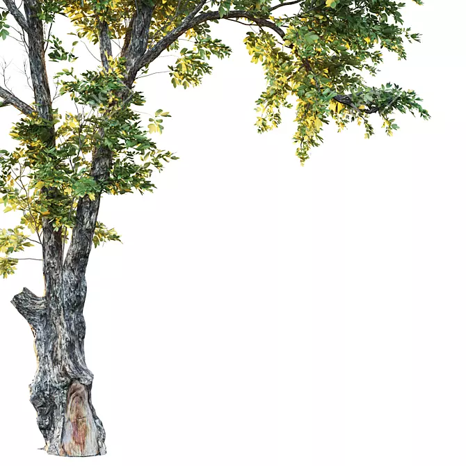 Glorious Honey Locust Tree 3D model image 2