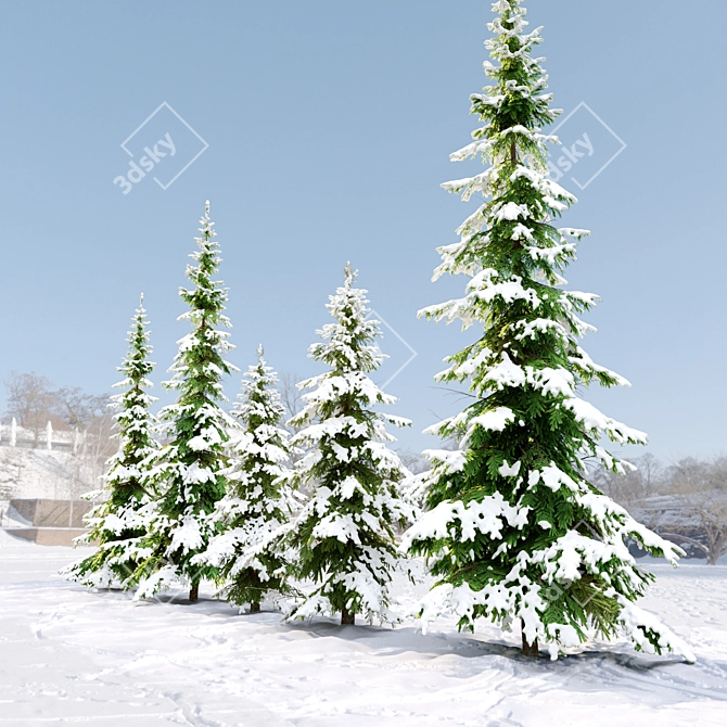 West Himalayan Fir Tree - 2 Models - Vray and Corona Materials 3D model image 3