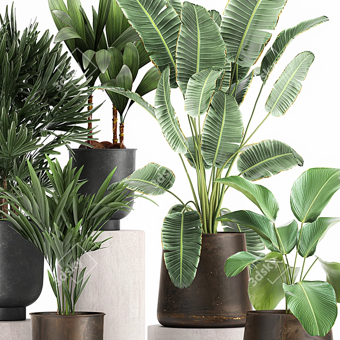 Tropical Plant Collection: Exotic and Indoor Plants 3D model image 3