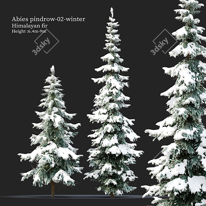 West Himalayan Fir Tree - 2 Models 3D model image 1