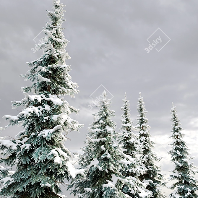 West Himalayan Fir Tree - 2 Models 3D model image 3