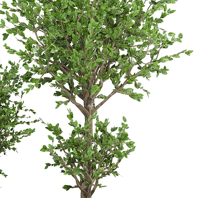 Beautiful Outdoor Plant Collection 3D model image 5