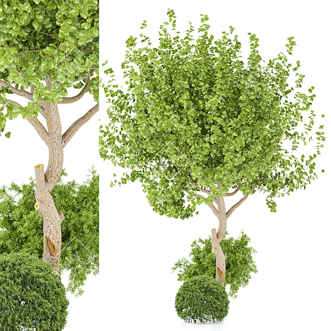 2015 Outdoor Plant Vol 29 - High-Poly 3D Model 3D model image 1