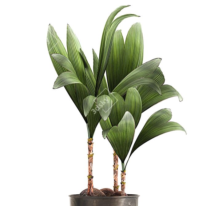 Tropical Loft Plant Collection 3D model image 2