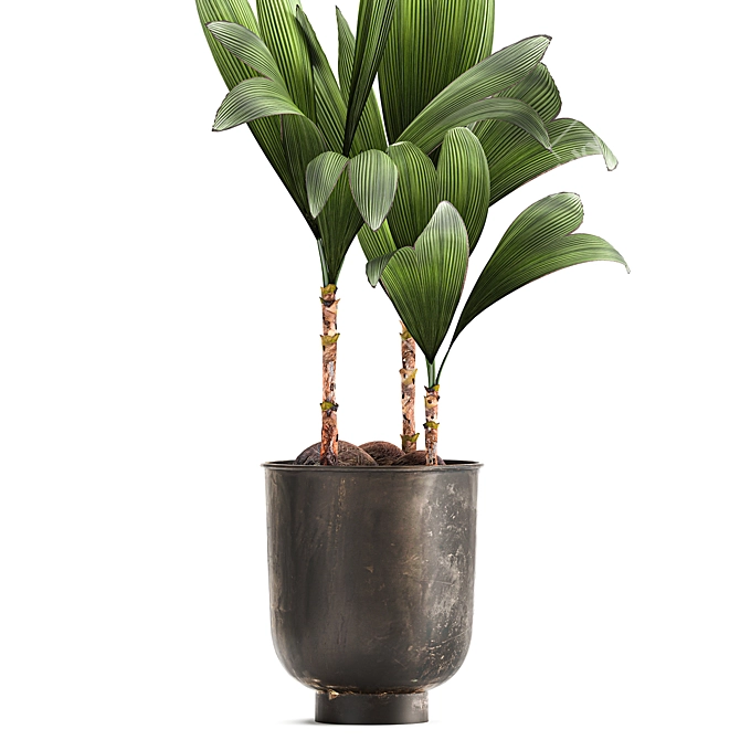 Tropical Loft Plant Collection 3D model image 3