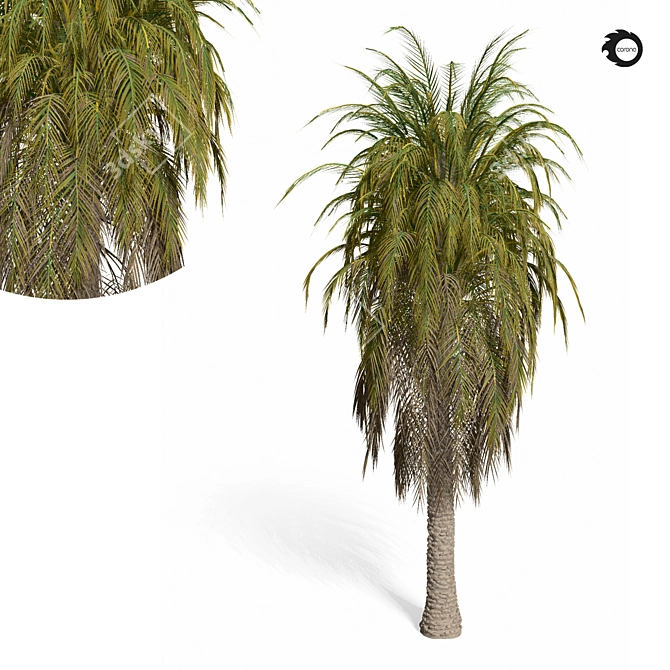 Tropical Palm Tree 3D Model 3D model image 2