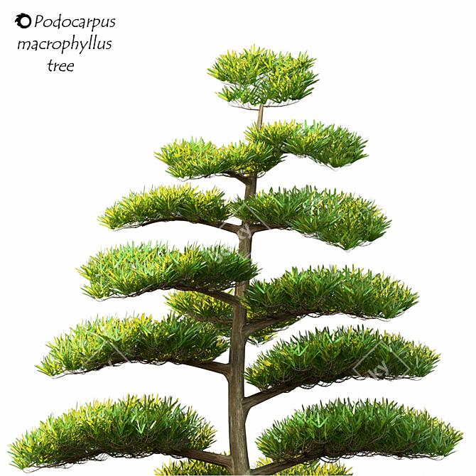 Macrophyllus Podocarpus 2014: 3D Model with High Polys 3D model image 2