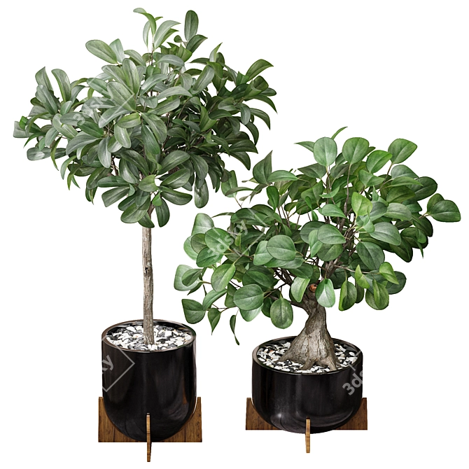 Natural Ficus Sam & Jim House Plants 3D model image 1