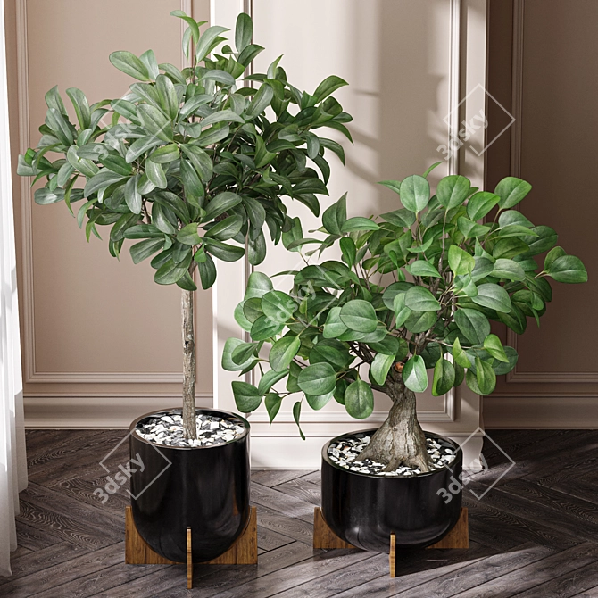 Natural Ficus Sam & Jim House Plants 3D model image 2