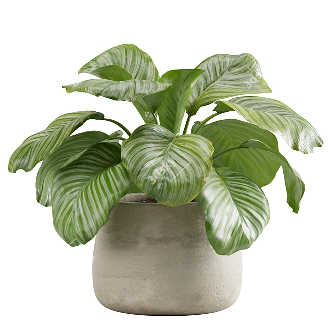 Lush Stripeleaf Calathea 3D model image 2