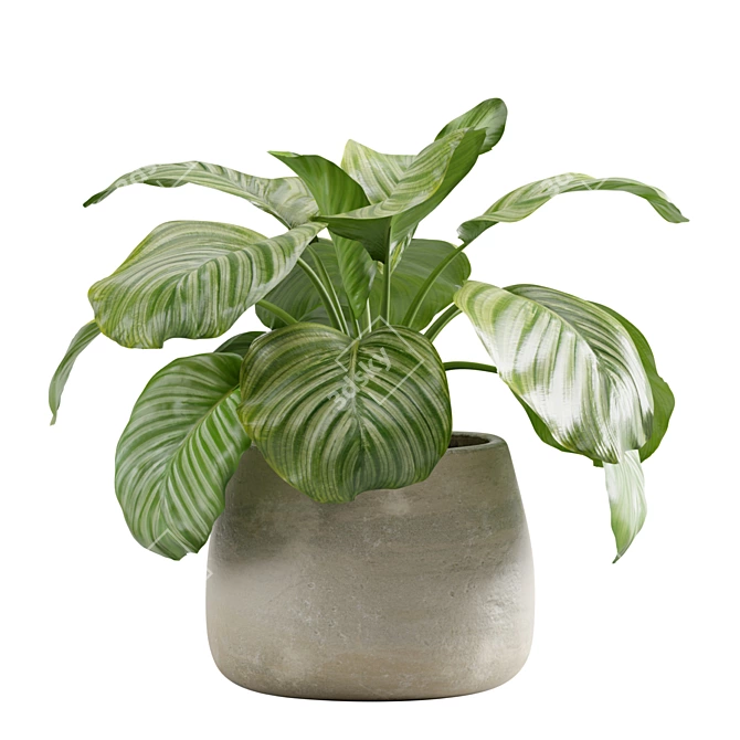 Lush Stripeleaf Calathea 3D model image 3