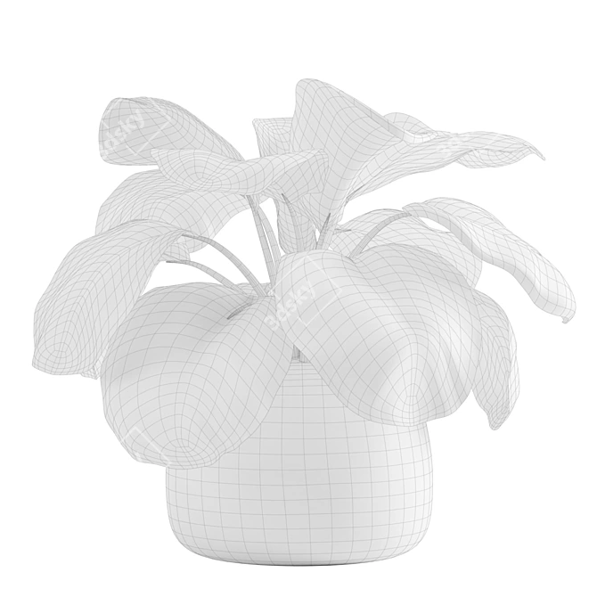 Lush Stripeleaf Calathea 3D model image 4