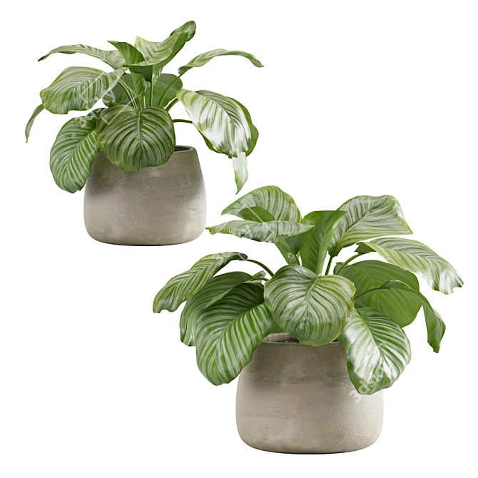 Lush Stripeleaf Calathea 3D model image 5