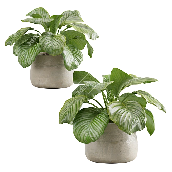 Lush Stripeleaf Calathea 3D model image 6