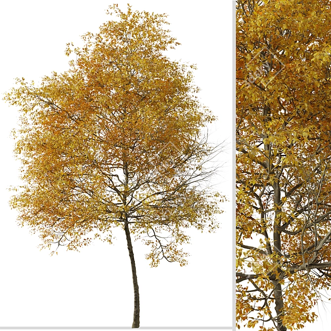 Texas Ash Tree Set (2 Trees) - Nature's Delight 3D model image 2