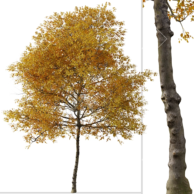 Texas Ash Tree Set (2 Trees) - Nature's Delight 3D model image 4