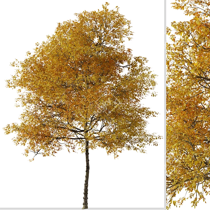 Texas Ash Tree Set (2 Trees) - Nature's Delight 3D model image 6