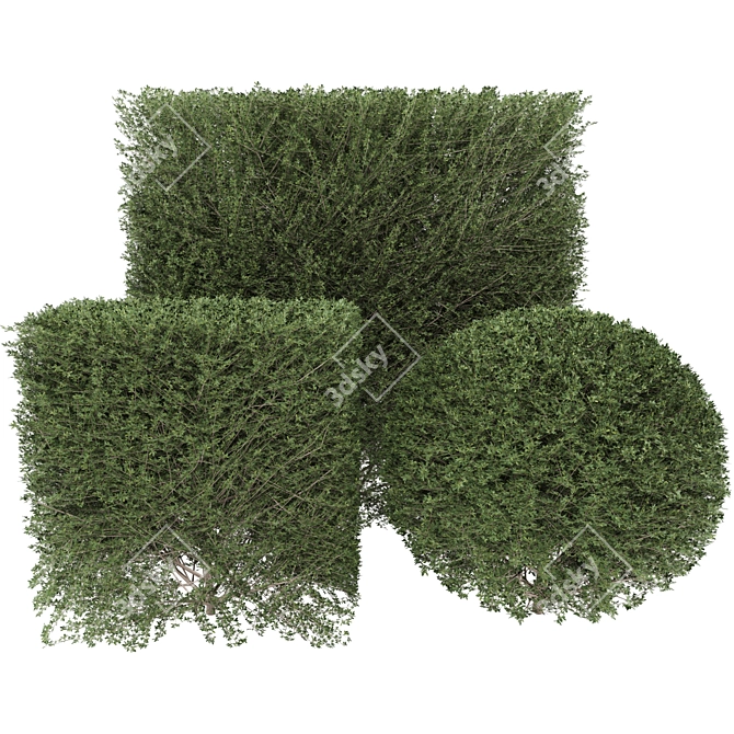  Leafy Bush 3D Model 3D model image 1