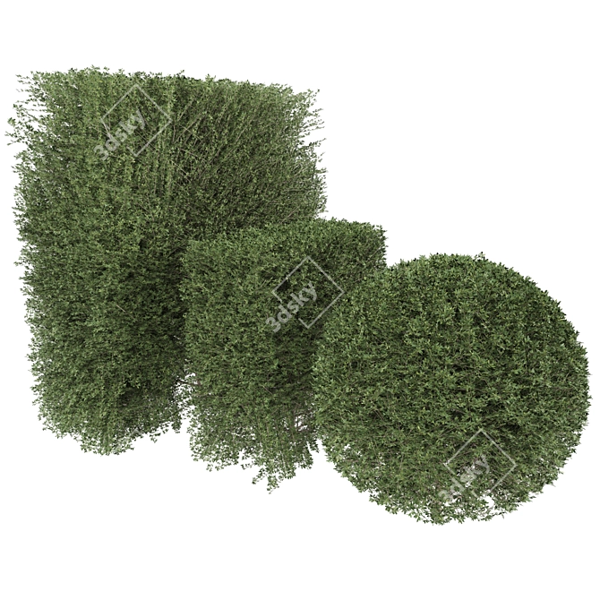  Leafy Bush 3D Model 3D model image 2