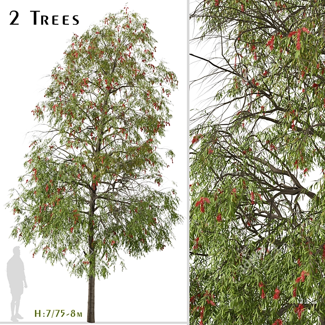 Weeping Bottlebrush Tree Set - Stunning Weeping Accent 3D model image 1