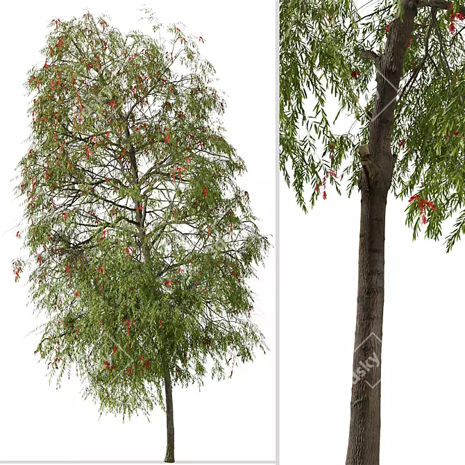 Weeping Bottlebrush Tree Set - Stunning Weeping Accent 3D model image 3