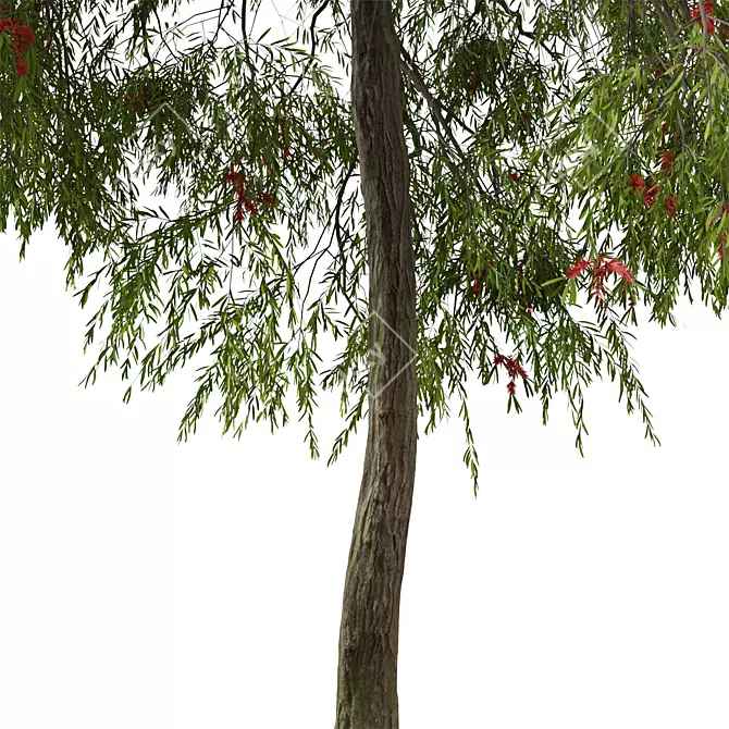 Weeping Bottlebrush Tree Set - Stunning Weeping Accent 3D model image 4