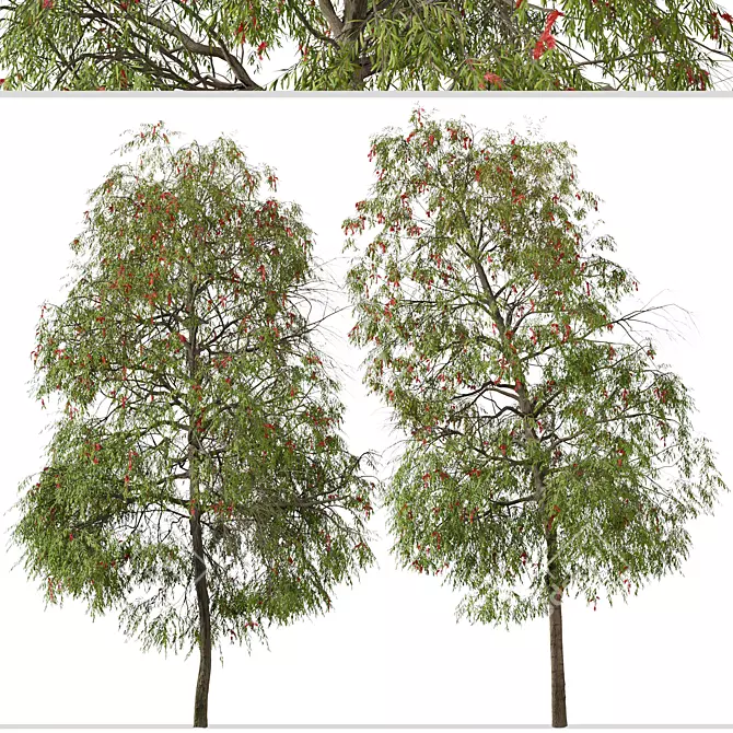 Weeping Bottlebrush Tree Set - Stunning Weeping Accent 3D model image 6