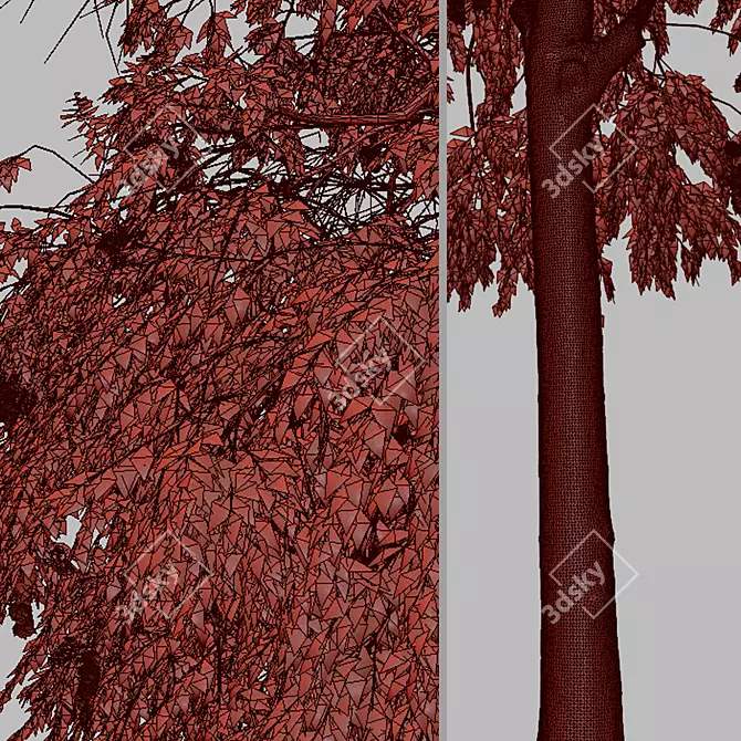 Weeping Bottlebrush Tree Set - Stunning Weeping Accent 3D model image 8