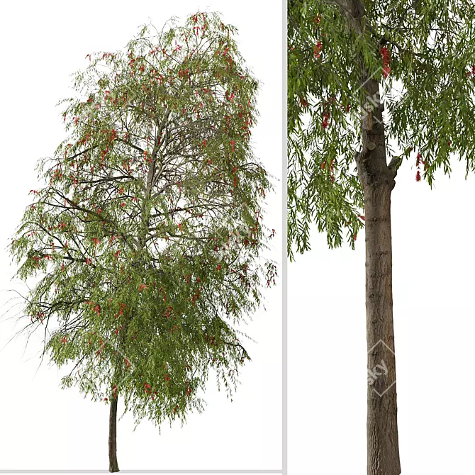 Weeping Bottlebrush Tree Set - Stunning Weeping Accent 3D model image 9