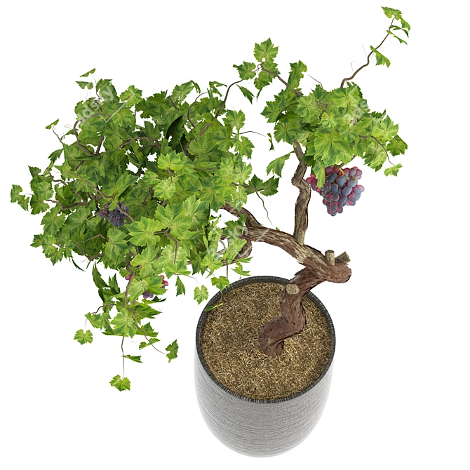 Modern Grapevine Sculpture: 2015 Edition 3D model image 2