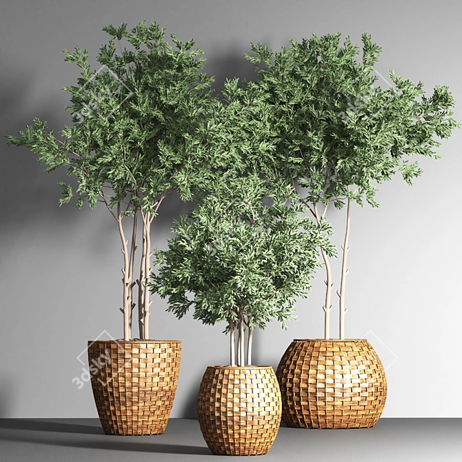 Indoor Plant Collection 19 3D model image 2