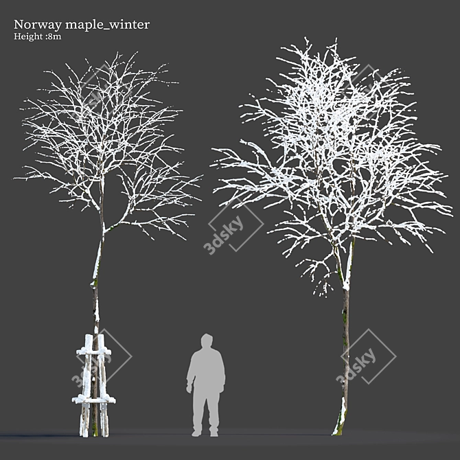 Winter Wonderland: Norway Maple Tree 3D model image 1