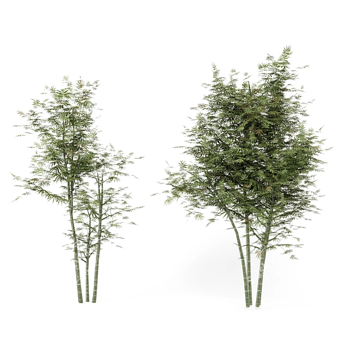 Rustic Charm: Set of Four Outdoor Bamboo Trees 3D model image 3