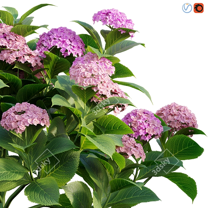 Elegant Hydrangea 3D Model 3D model image 2