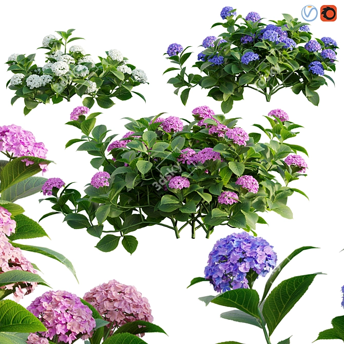 Hydrangea 02 - 3D Model & Textures 3D model image 1