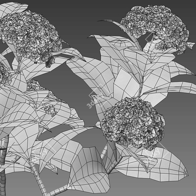 Hydrangea 02 - 3D Model & Textures 3D model image 4