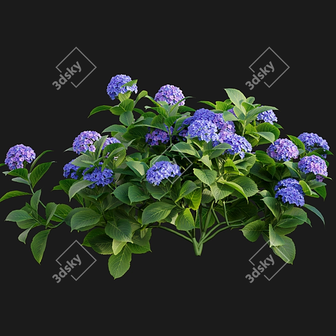 Hydrangea 02 - 3D Model & Textures 3D model image 6