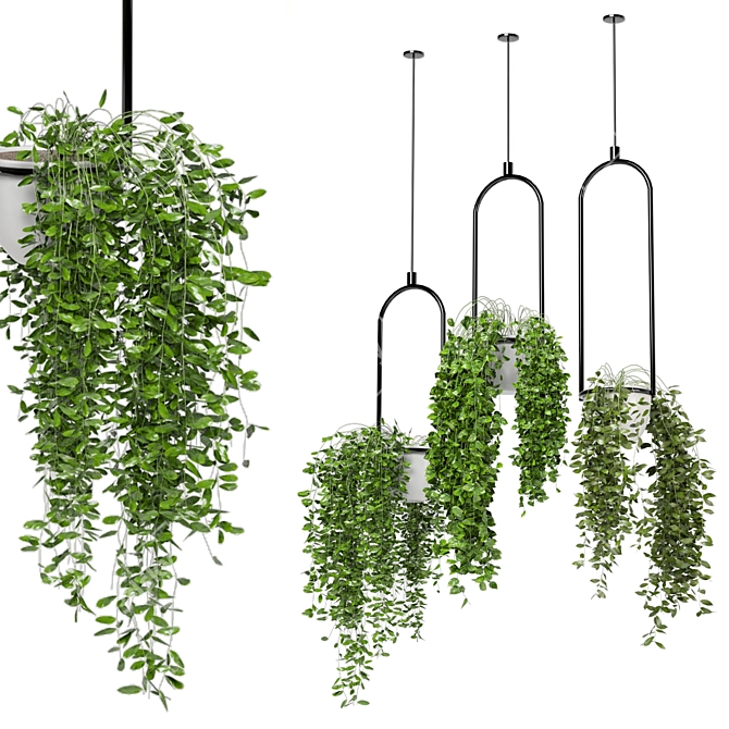 Indoor Hanging Plants Set - 180 Varieties 3D model image 1