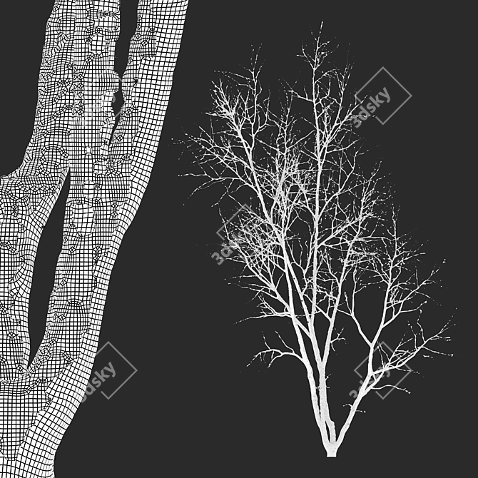 Autumn American Beech Tree - 3D Model 3D model image 4