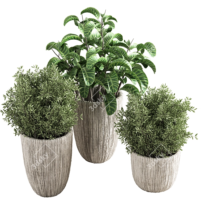 Indoor Plant Collection: Aesthetic and Versatile 3D model image 2