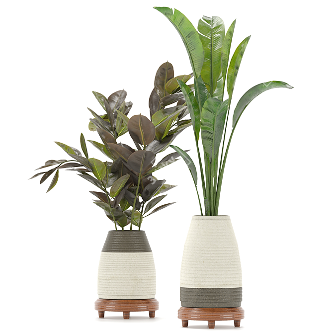 Ficus and Banana Indoor Plant Set 3D model image 1