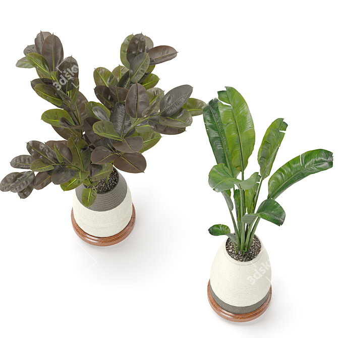 Ficus and Banana Indoor Plant Set 3D model image 4