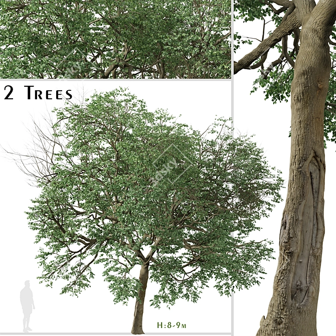 Caucasian Linden Tree (2 Pack) 3D model image 1