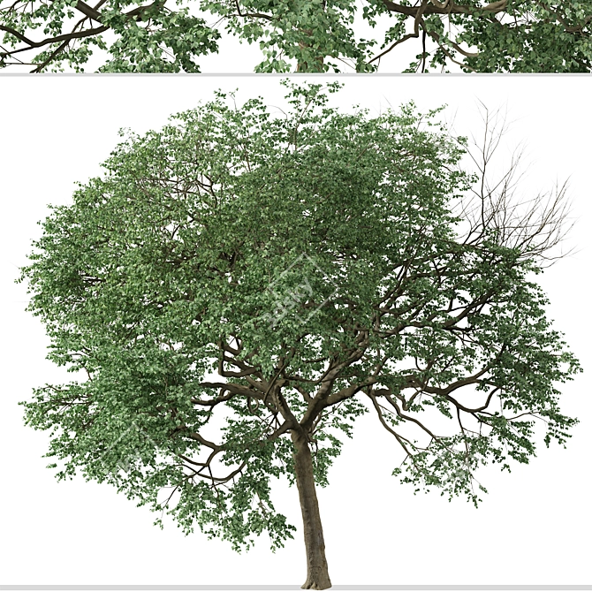 Caucasian Linden Tree (2 Pack) 3D model image 2