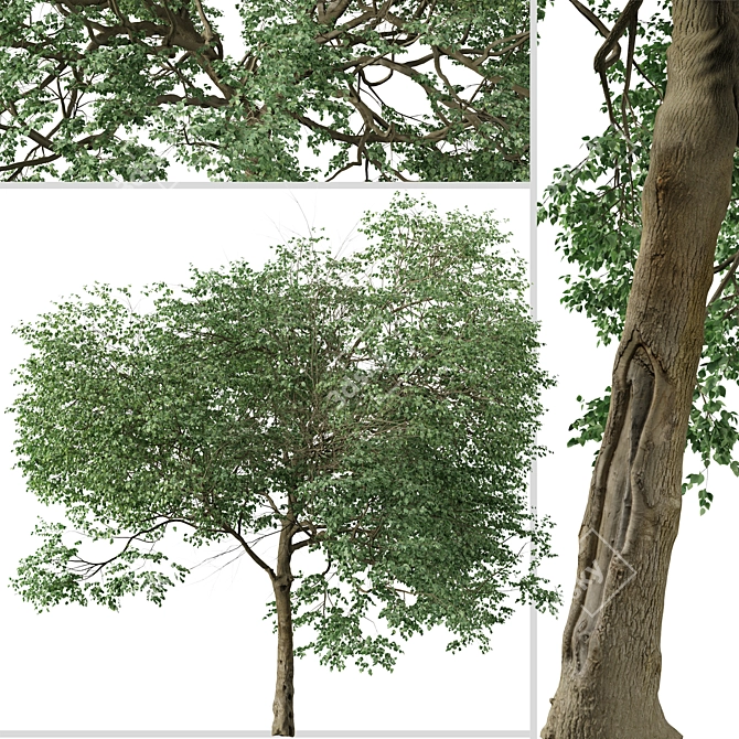 Caucasian Linden Tree (2 Pack) 3D model image 3